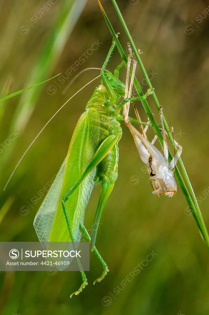 Great Green Bush-cricket (Tettigonia viridissima) adult female, shedding exoskeleton during final moult, Antola Regional Park, Genova Province, Liguria, Italy, June