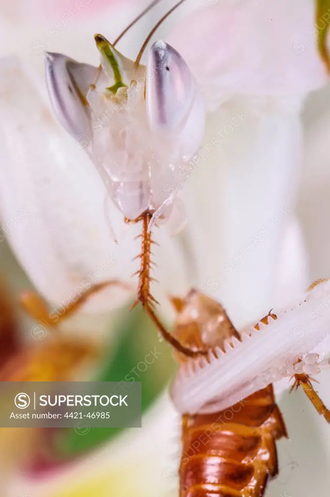Orchid Mantis (Hymenopus coronatus) subadult, feeding on prey, Malaysia (captive)