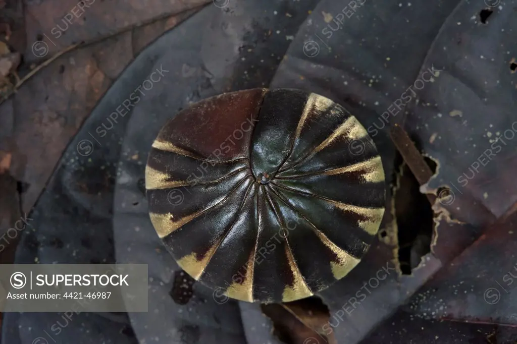 Giant Pill Millipede (Zephronidae sp.) adult, rolled up in defensive ball, Malaysian Borneo, Borneo, Malaysia, February