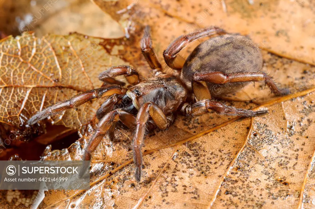 Trapdoor Spider (Nemesia sp.) new undescribed species, adult, on leaf litter, Italy, November