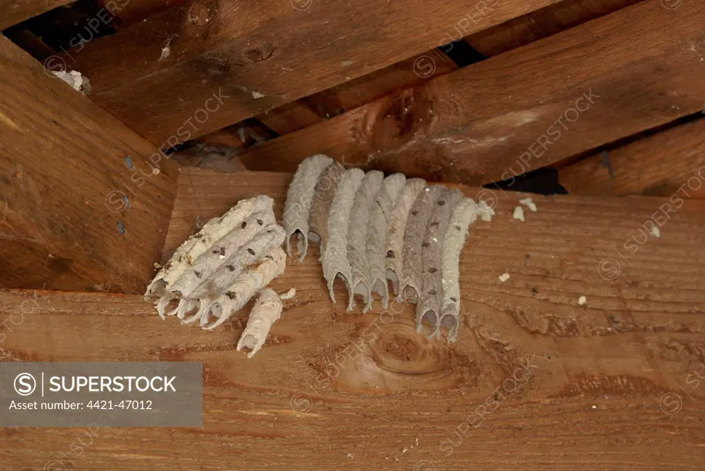 Organ Pipe Mud Dauber (Trypoxylon politum) nests, group in sheltered location, Florida, U.S.A., June