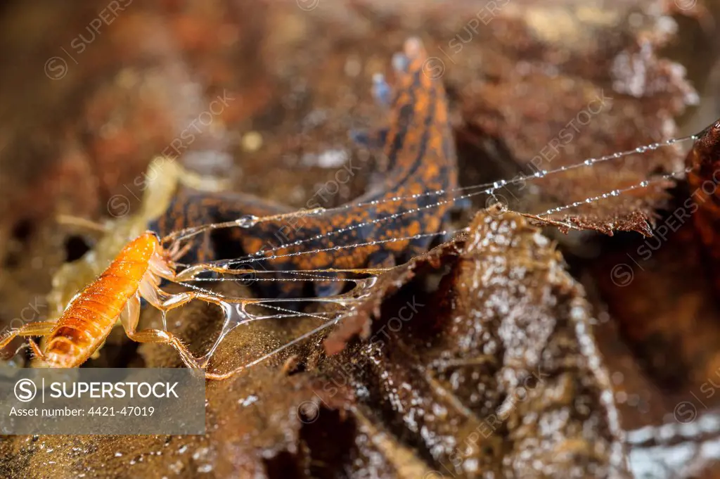 New Zealand Velvet-worm (Peripatoides novaezealandiae) adult, with cockroach larva prey immobilized in sticky fluid ejected from antennae (captive)