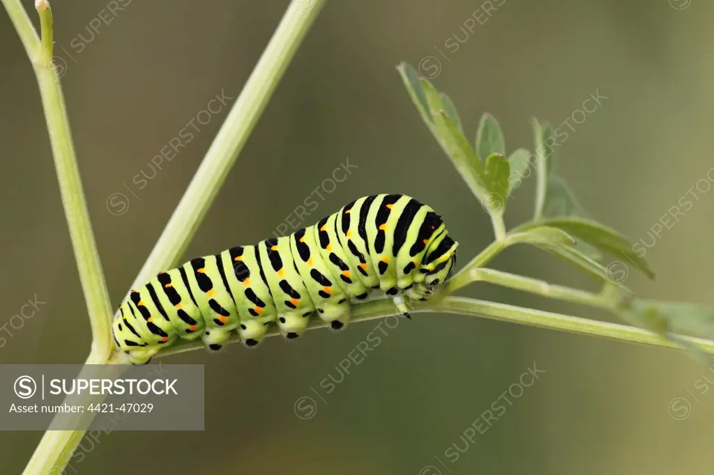 Common Swallowtail (Papilio machaon britannicus) British race, caterpillar, feeding on Milk Parsley (Peucedanum palustre), Strumpshaw Fen RSPB Reserve, River Yare, The Broads, Norfolk, England, July