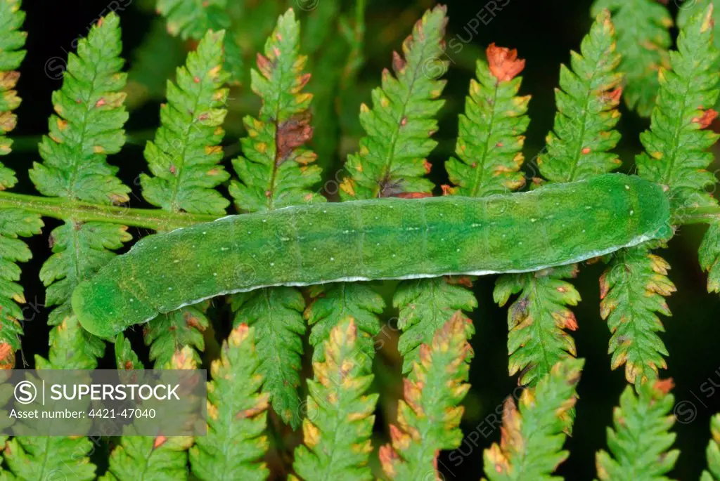 Small Angle Shades (Euplexia lucipara) caterpillar, on Bracken (Pteridium aquilinum) frond in ancient woodland, Gelli Hir Wood Nature Reserve, Gower Peninsula, West Glamorgan, South Wales, August