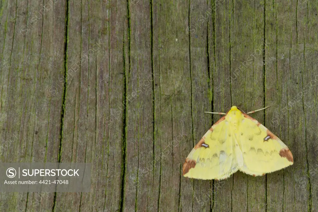 Brimstone Moth (Opisthograptis luteolata) adult, resting on fencepost, Sheffield, South Yorkshire, England, August
