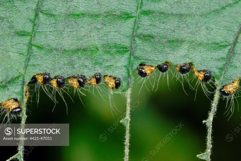 Buff-tip (Phalera bucephala) caterpillars, collectively feeding on Common Hazel (Corylus avellana) leaf, Gorseinon, West Glamorgan, South Wales, August