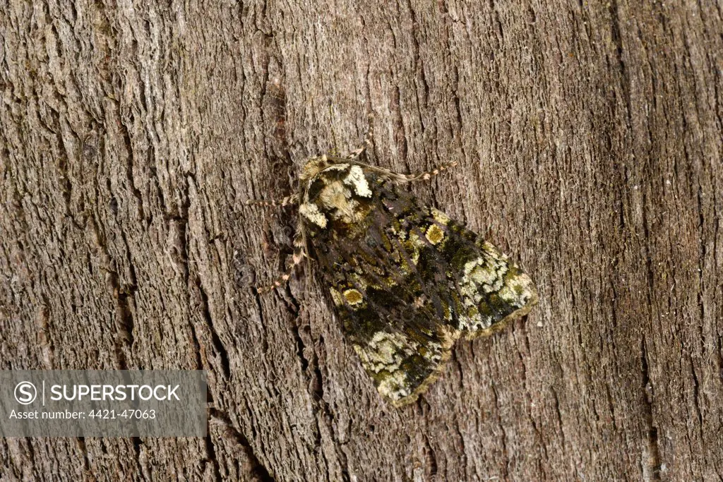 Coronet Moth (Craniophora ligustri) adult, resting on bark, Oxfordshire, England, July