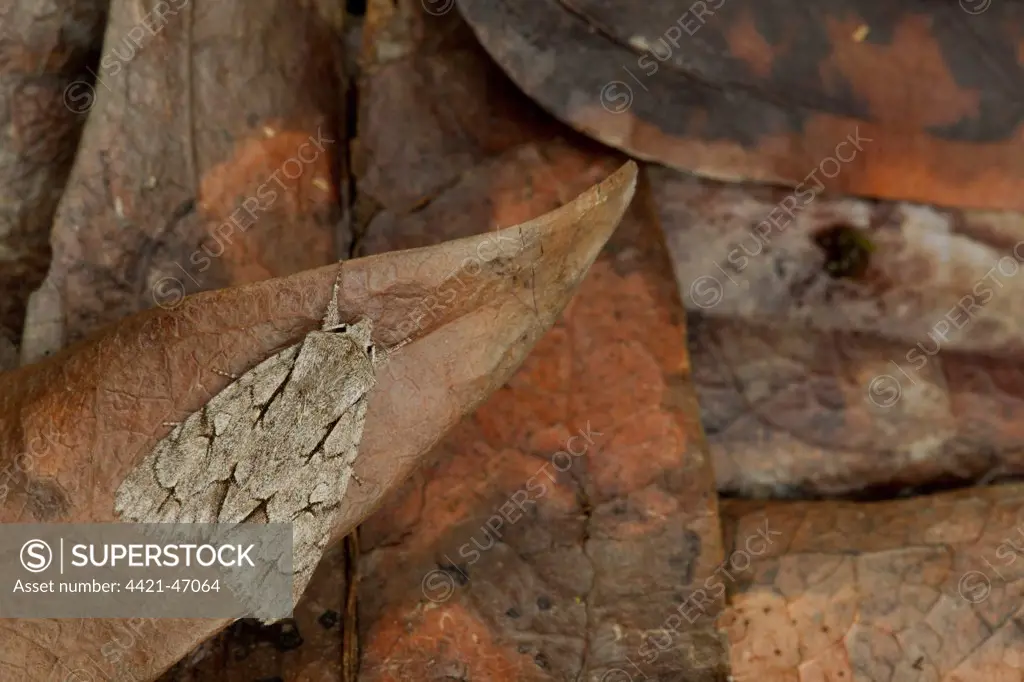 Grey Dagger Moth (Acronicta psi) adult, Sheffield, South Yorkshire, England, July