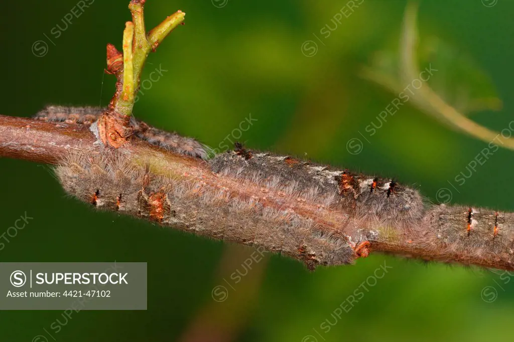Lappet Moth (Gastropacha quercifolia) larvae, congregation on hawthorn twig, Oxfordshire, England, May