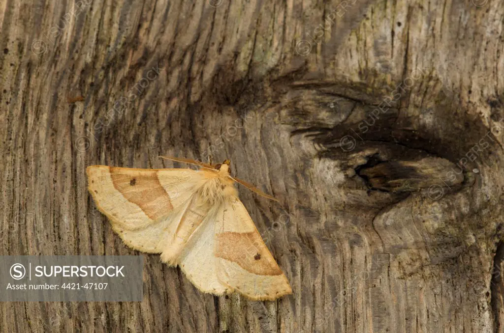 Scalloped Oak (Crocallis elinguaria) adult, resting on bark, Sheffield, South Yorkshire, England, July