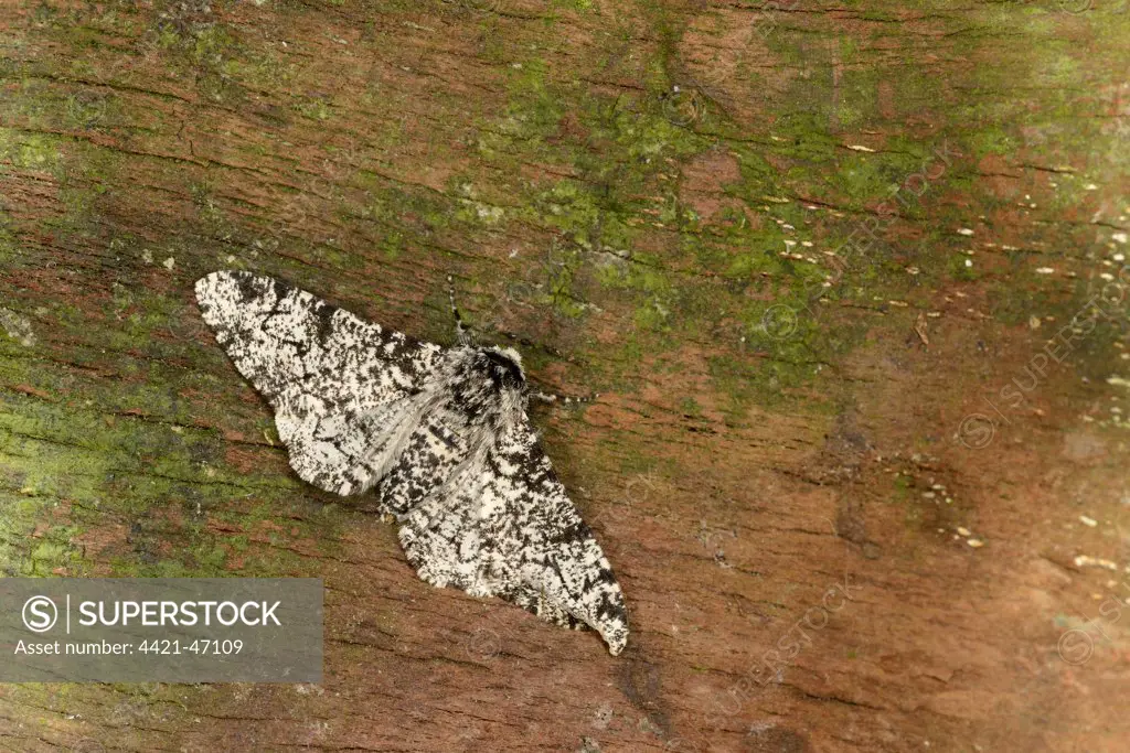 Peppered Moth (Biston betularia) normal form, adult, resting on bark, Oxfordshire, England, July