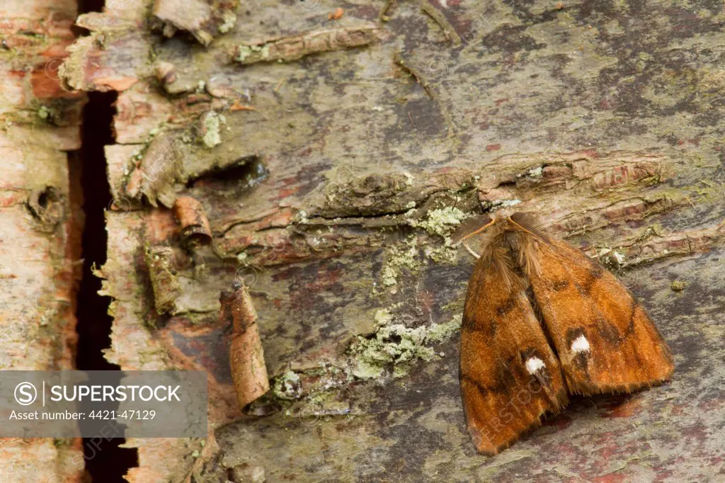 Common Vapourer (Orgyia antiqua) adult male, resting on birch bark, Sheffield, South Yorkshire, England, September