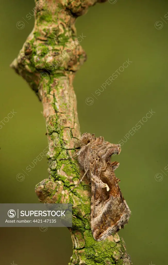 Silver Y (Autographa gamma) adult, resting on twig, Sheffield, South Yorkshire, England, September
