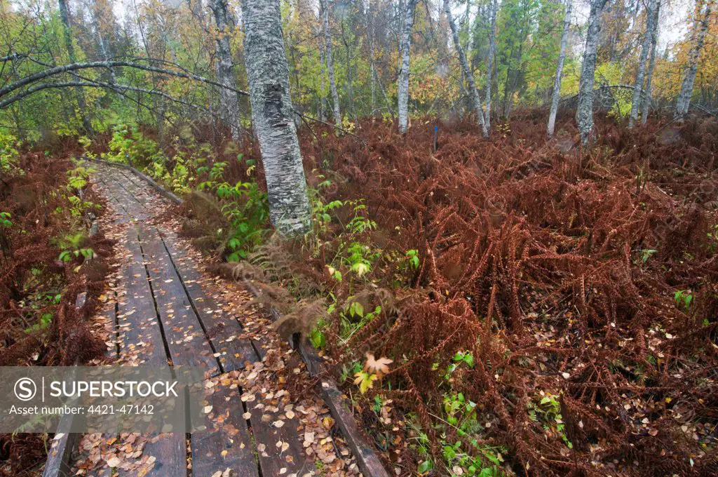 Ostrich Fern (Matteuccia struthiopteris) fronds, in autumn colour, flattened by heavy snow, growing beside boardwalk in forest habitat, Muonio, Lapland, Finland, September