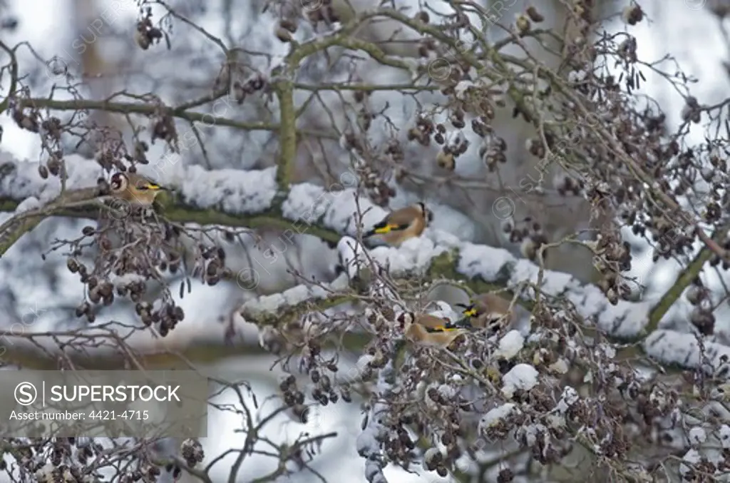 European Goldfinch (Carduelis carduelis) flock, feeding on Common Alder (Alnus glutinosa) seeds in snow, Norfolk, England, winter