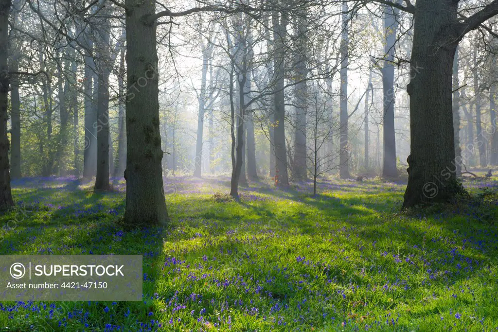 Bluebell (Endymion non-scriptus) flowering mass, growing in deciduous woodland habitat at dawn, Blickling, Norfolk, England, May