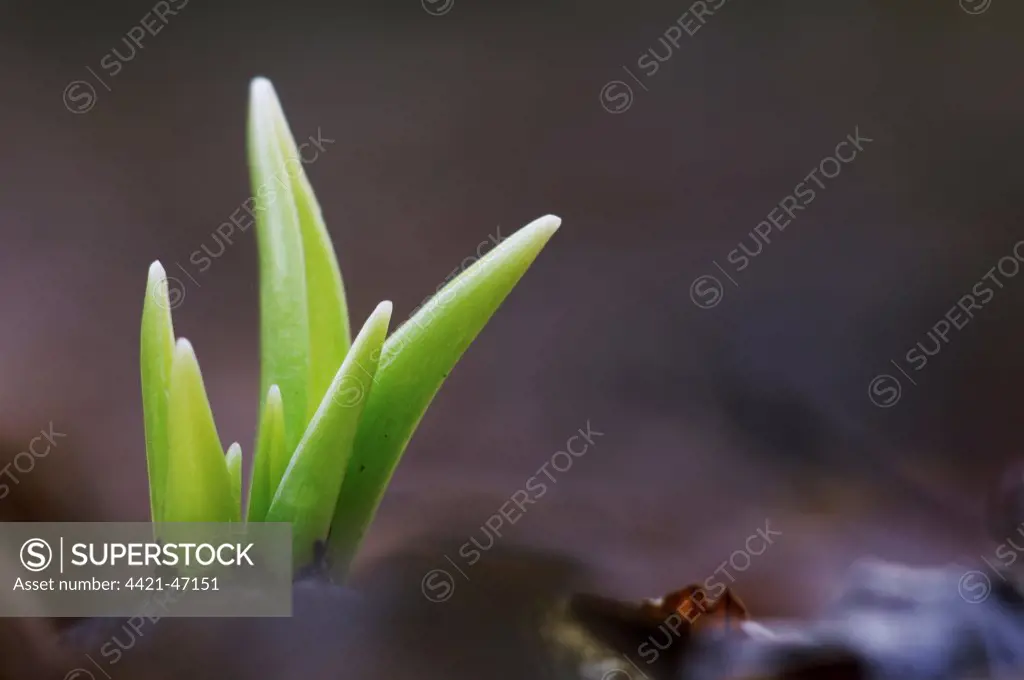 Bluebell (Endymion non-scriptus) shoot emerging through leaf litter, Kent, England, January