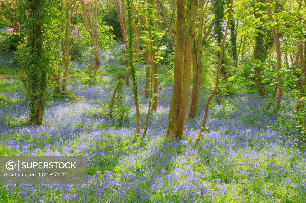 Bluebell (Endymion non-scriptus) flowering mass, growing in deciduous woodland habitat, Guernsey, Channel Islands, May