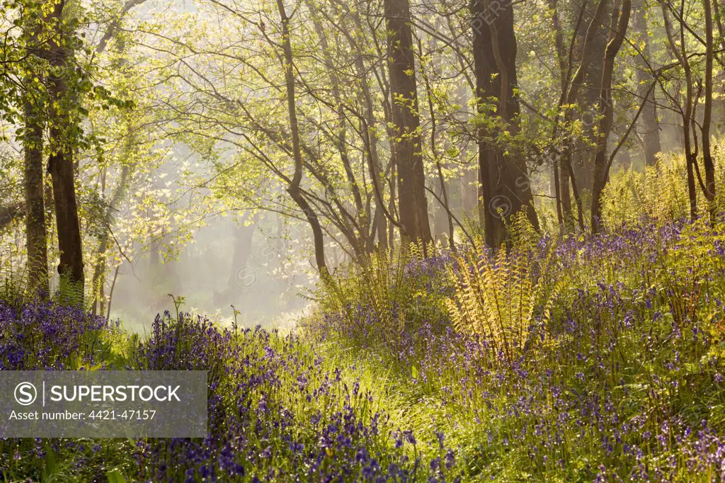 Bluebell (Endymion non-scriptus) flowering mass, growing in woodland habitat with morning mist beginning to lift, Northdown Wood, near Tiverton, Devon, England, May