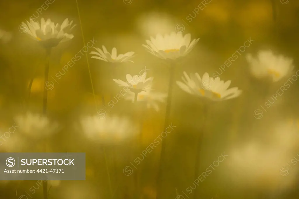 Ox-eye Daisy (Leucanthemum vulgare) flowering, growing in meadow, Carr House Meadows Nature Reserve, Sheffield, South Yorkshire, England, June