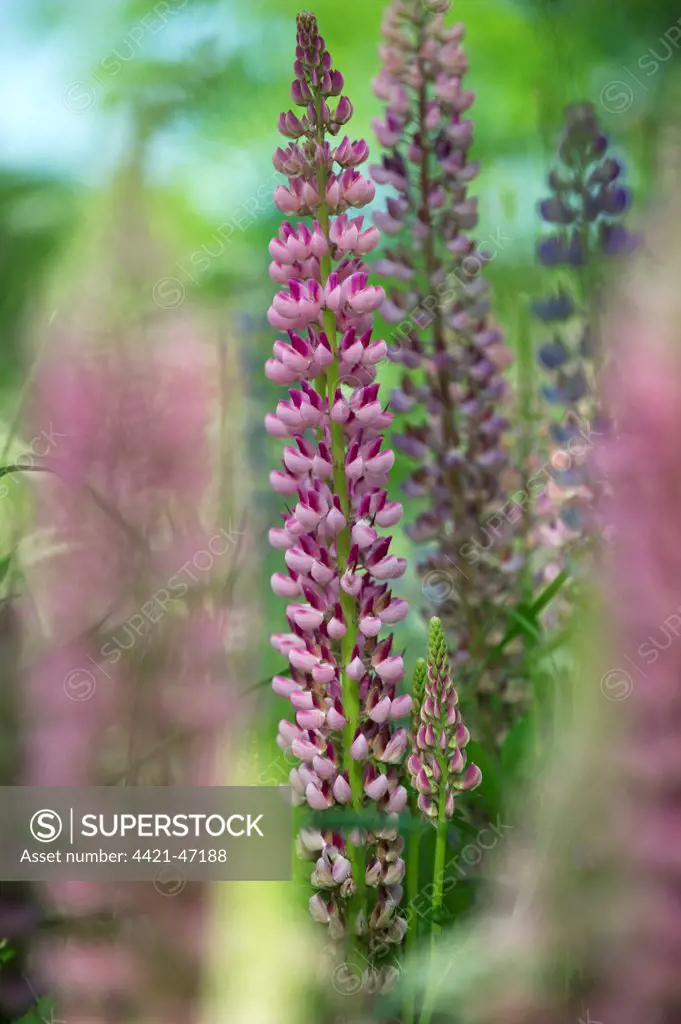 Cultivated Lupin (Lupinus sp.) flowering, Sweden, june
