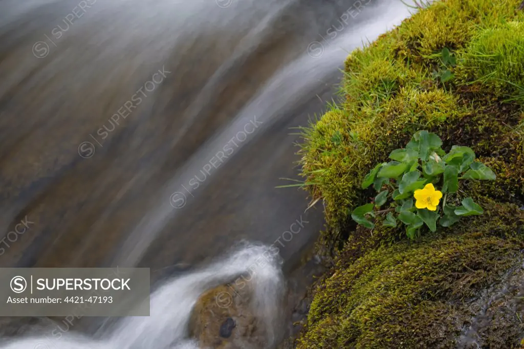 Marsh Marigold (Caltha palustris) flowering, growing beside waterfall, Isle of Skye, Inner Hebrides, Scotland, June
