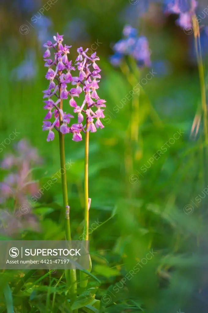 Early Purple Orchid (Orchis mascula) flowerspikes, Kent, England, May