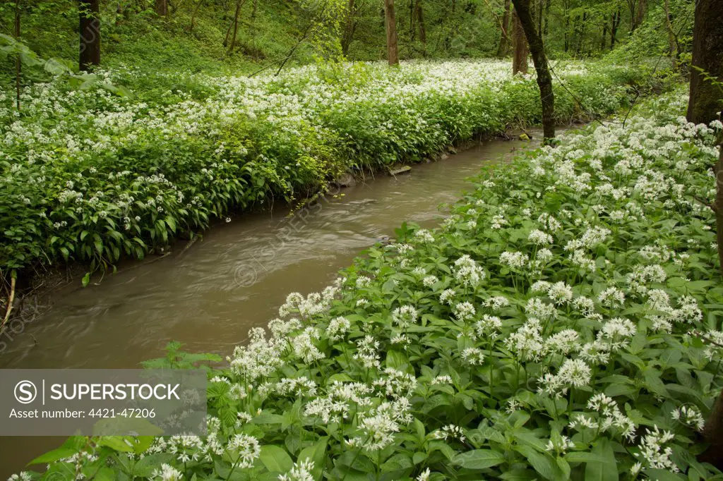 Ramsons (Allium ursinum) flowering mass, growing beside river in woodland habitat, Derbyshire, England, May