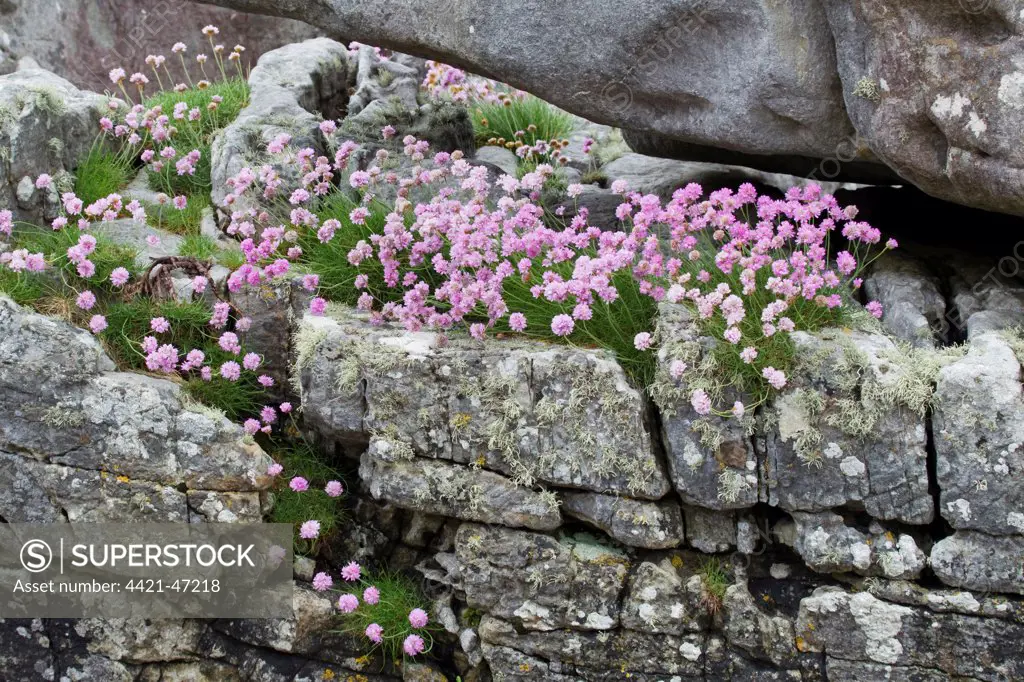 Thrift (Armeria maritima) flowering, growing on coastal rocks, Isle of Skye, Inner Hebrides, Scotland, June