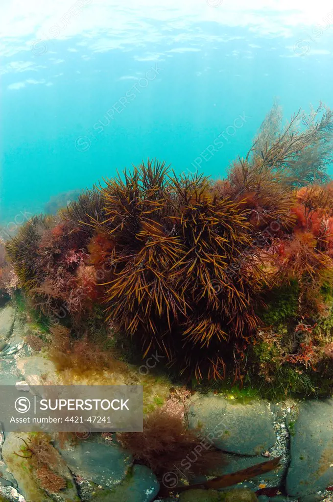 Discoid Forkweed (Polyides rotundus) growing on rocks underwater, Kimmeridge Bay, Isle of Purbeck, Dorset, England, June