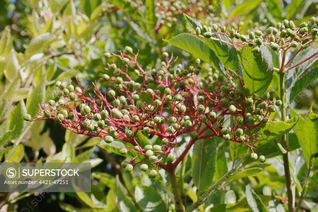 Elder (Sambucus nigra) close-up of unripe berries, Mendlesham, Suffolk, England, August