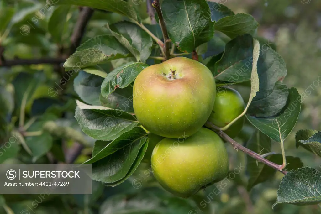 Cultivated Apple (Malus domestica) 'Bramley', close-up of fruit, on tree in orchard, England, August