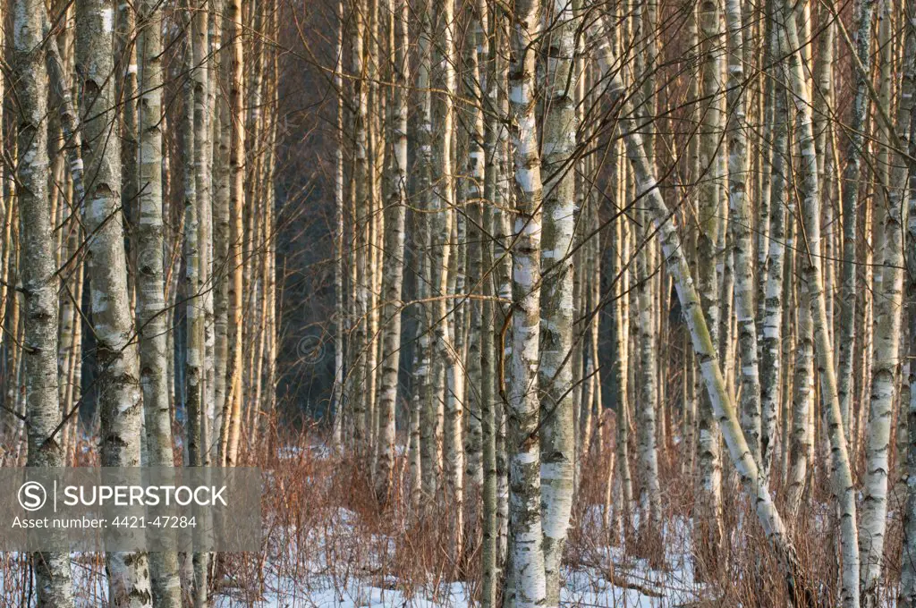 Silver Birch (Betula pendula) snow covered plantation, in late afternoon sunlight, Bialowieza N.P., Podlaskie Voivodeship, Poland, February
