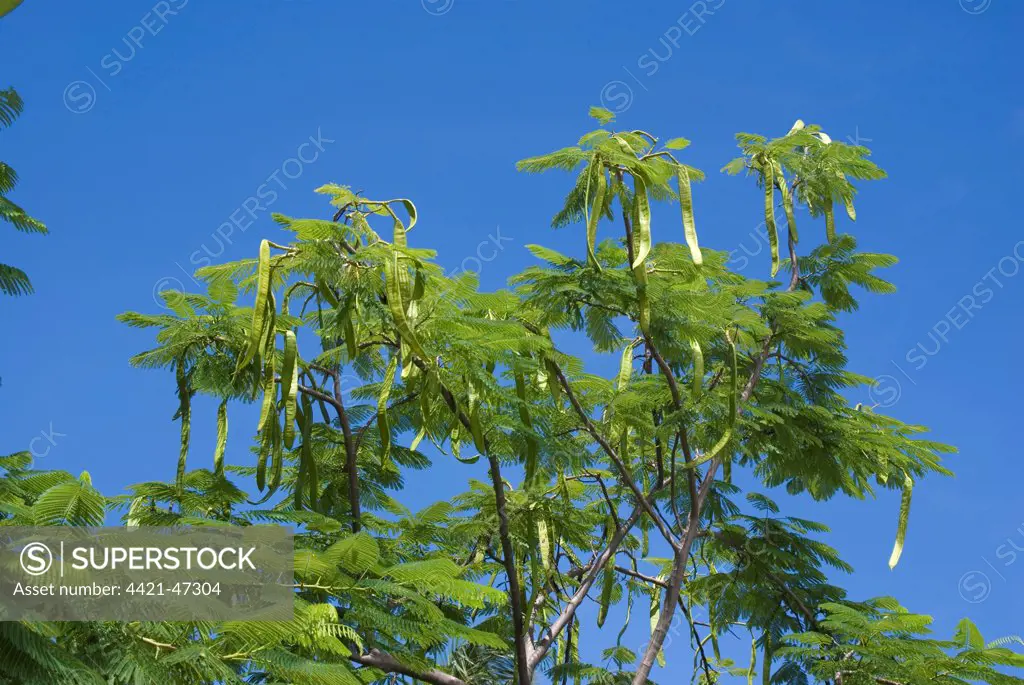 Flamboyant Tree (Delonix regia) leaves and seedpods, Grenada, Grenadines, Windward Islands, Lesser Antilles, August