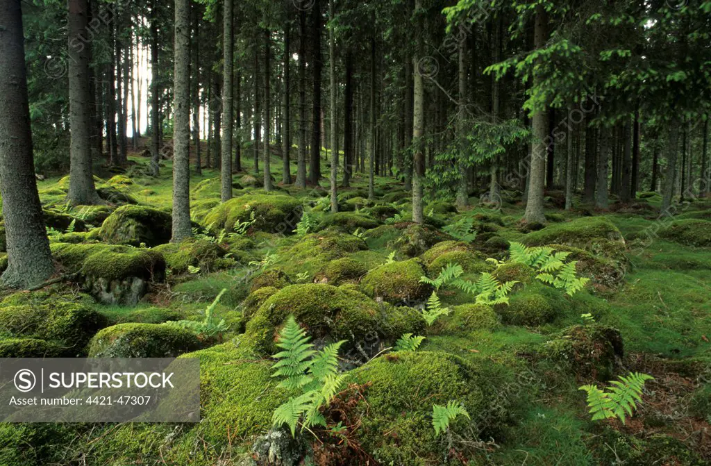 Ancient boreal coniferous forest, interior with moss covered rocks and ferns on forest floor, Vastergotland, Sweden