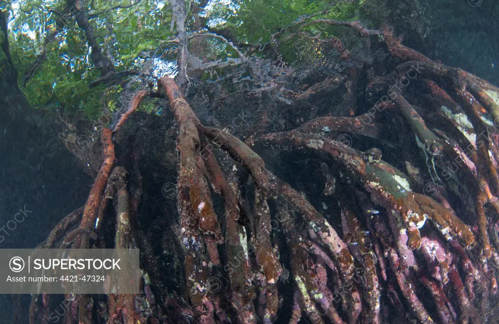 Mangrove (Rhizophora sp.) submerged roots, West Waigeo, Raja Ampat Islands (Four Kings), West Papua, New Guinea, Indonesia, July
