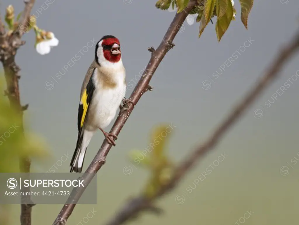 European Goldfinch (Carduelis carduelis) adult, singing, perched on twig, Extremadura, Spain, april