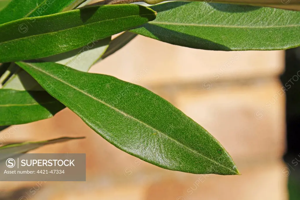 Olive (Olea europea) close-up of leaf, growing against brick wall in garden, Suffolk, England, August