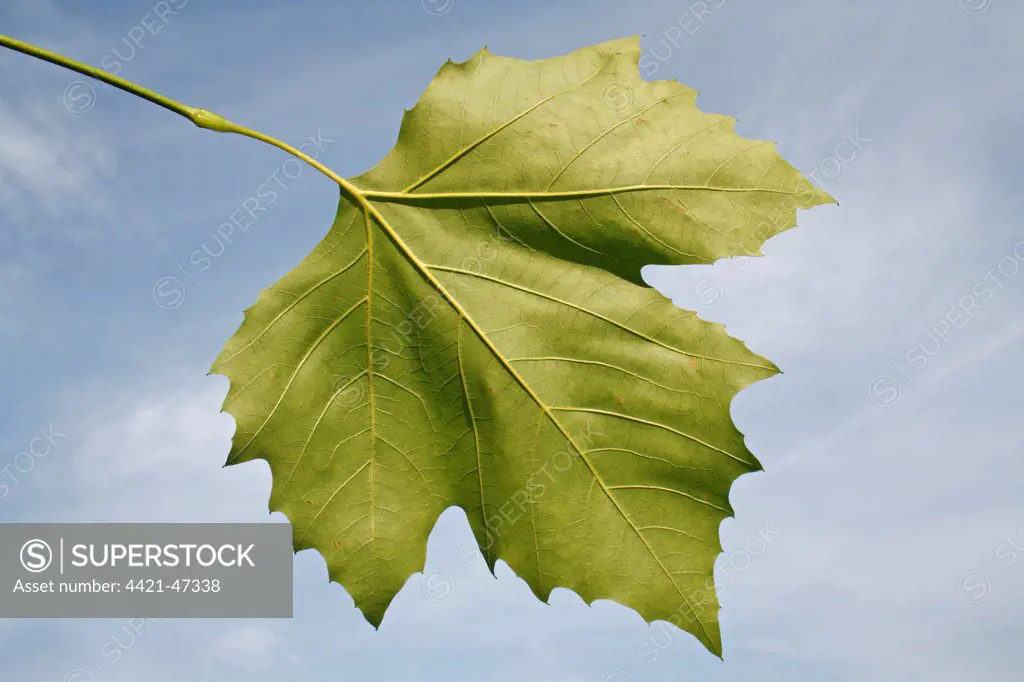 London Plane (Platanus x hispanica) close-up of leaf underside, in garden, Suffolk, England, August
