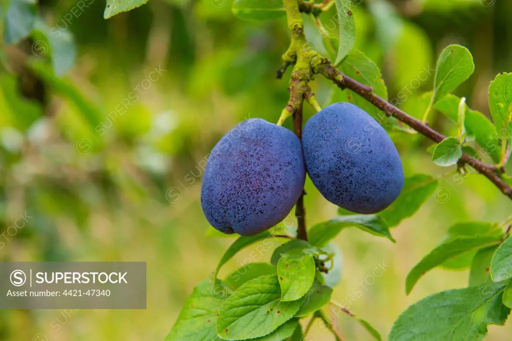 Plum (Prunus domestica) 'Violetta', close-up of ripe fruit, growing in orchard, Norfolk, England, August