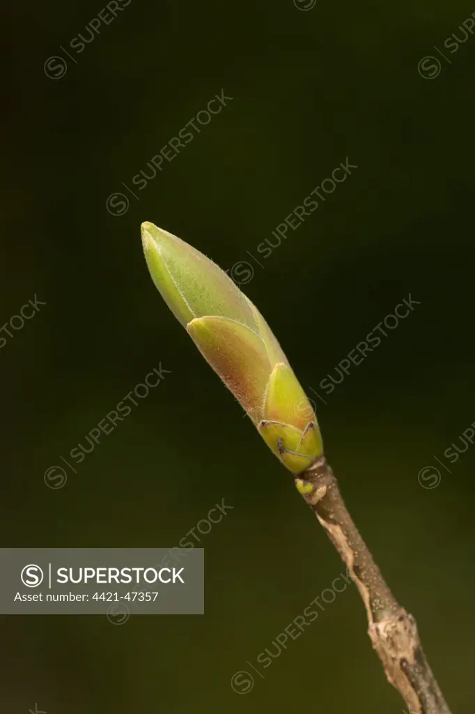 Sycamore (Acer pseudoplatanus) close-up of leafbud, Sheffield, South Yorkshire, England, May