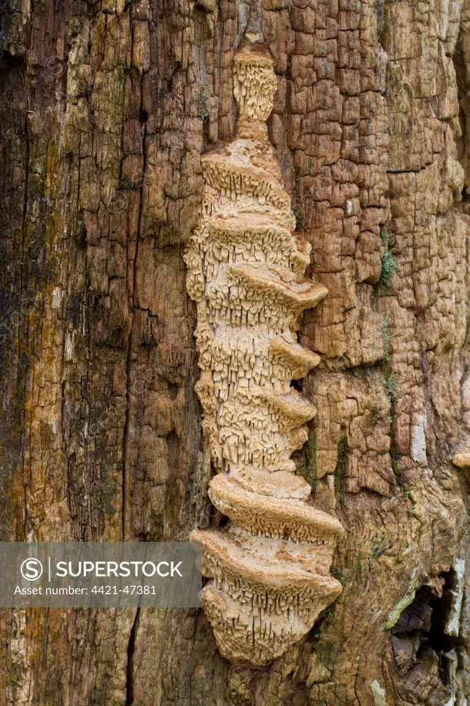 Oak Mazegill (Daedalea quercina) fruiting bodies, growing on oak gatepost, Powys, Wales, February