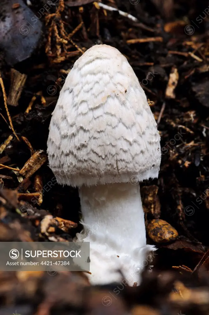 Magpie Fungus (Coprinopsis picacea) fruiting body, before veil has broken up to reveal dark cap underneath, pushing through leaf litter, Sir Harold Hillier Gardens, Romsey, Hampshire, England, November