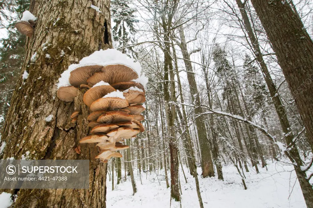 Oyster Mushroom (Pleurotus ostreatus) fruiting bodies, growing on tree trunk in snow covered primeval forest habitat, Bialowieza Strictly Protected Area, Bialowieza N.P., Podlaskie Voivodeship, Poland, February
