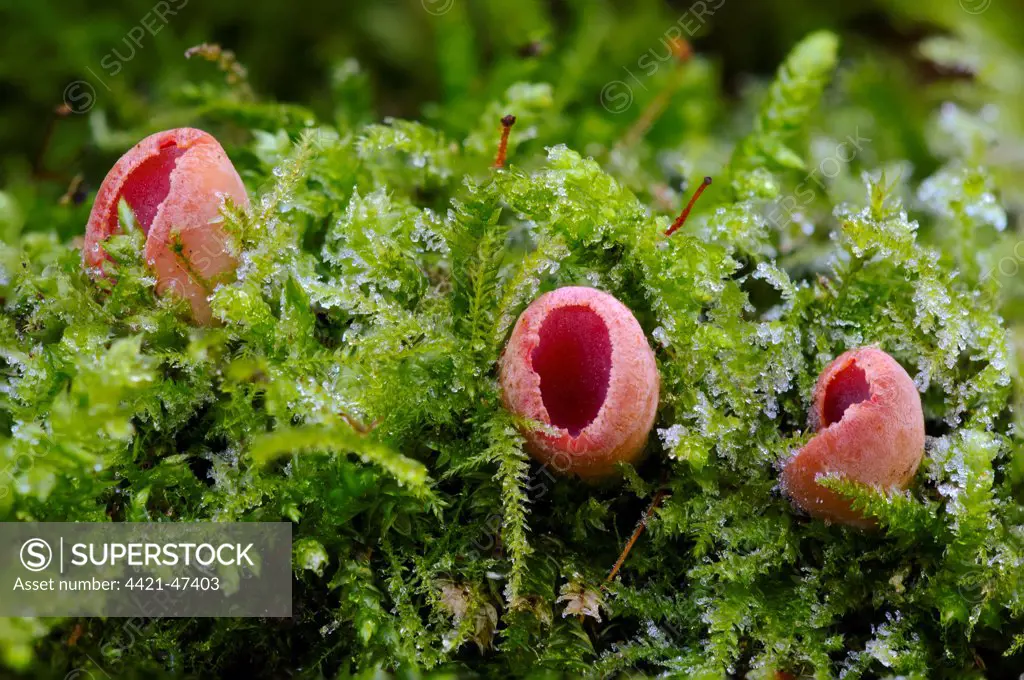 Scarlet Elf Cup (Sarcoscypha austriaca) three fruiting bodies, growing through frost covered moss, Sevenoaks Wildlife Reserve, Kent, England, January