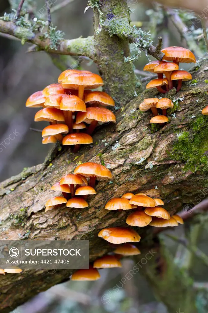 Velvet Shank Fungus (Flammulina velutipes) fruiting bodies, growing on Common Gorse (Ulex europaeus) trunk, East Sussex, England, April