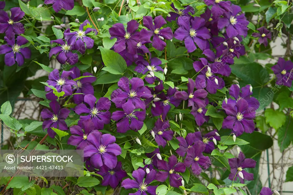 Cultivated Clematis (Clematis sp.) 'Warsaw Nike', flowering in garden, Ottawa, Ontario, Canada, July