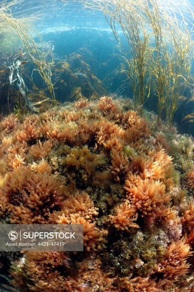 Harpoon Weed (Asparagopsis armata) in underwater habitat, Pondfield Cove, Isle of Purbeck, Dorset, England, July