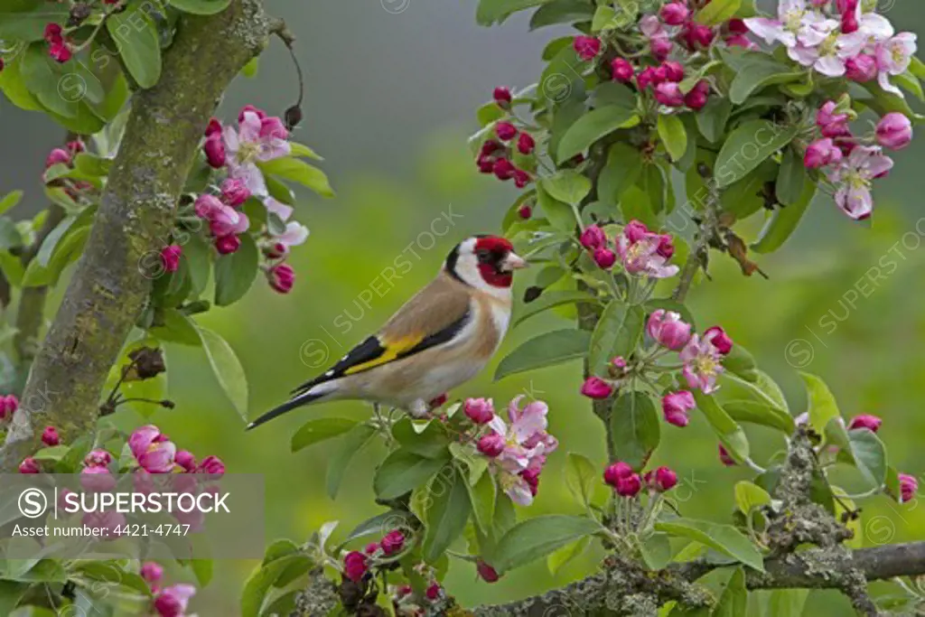 European Goldfinch (Carduelis carduelis) adult male, perched in Crabapple (Malus sp.) tree with blossom, Shropshire, England, april