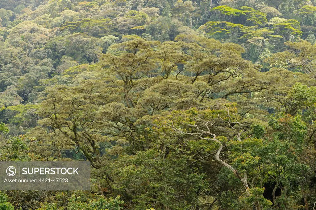 View of tropical forest habitat, Kahuzi-Biega N.P., Kivu Region, Democratic Republic of Congo, November